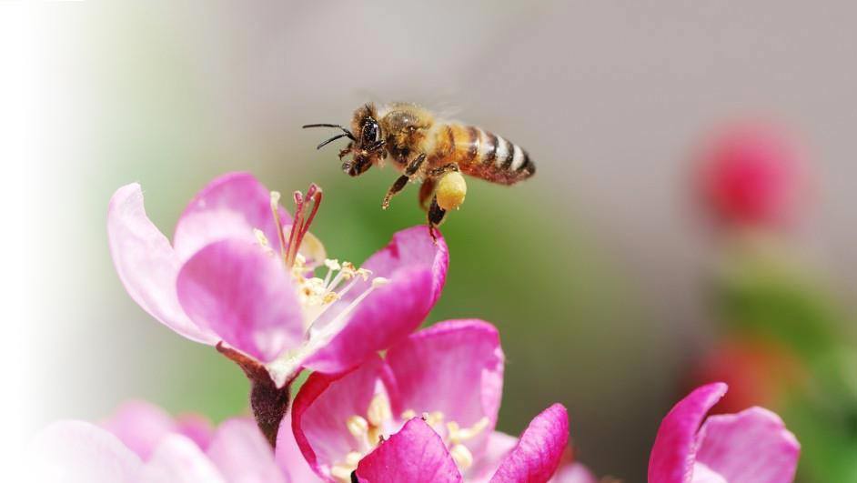 our-honey-bee-on-flower-bg