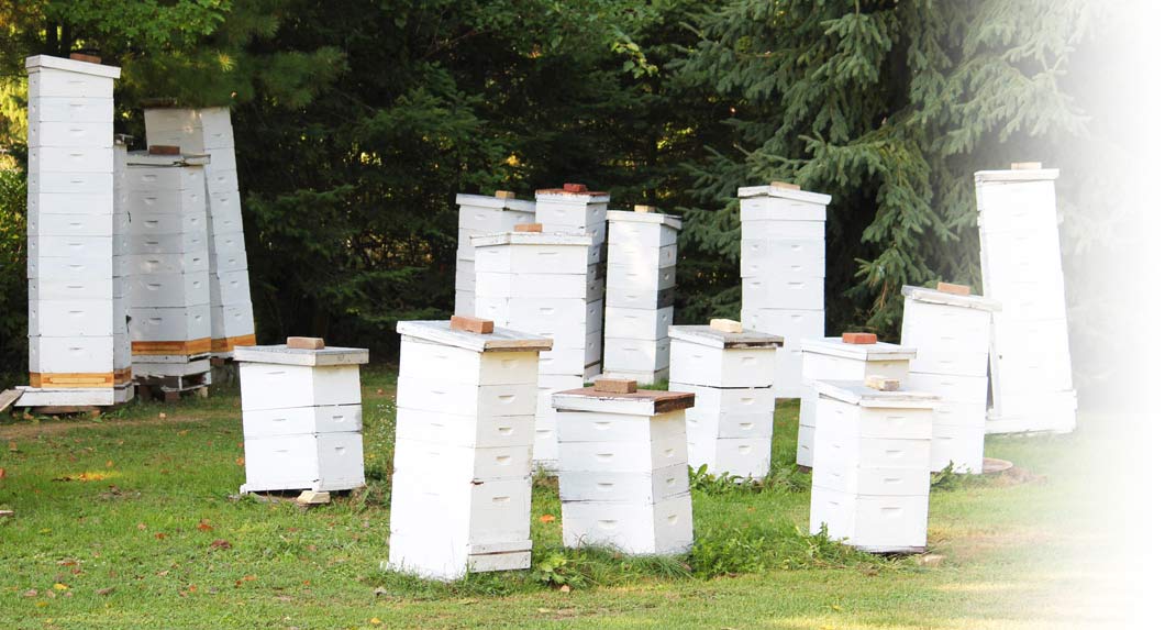 our-honey-beehive-boxes-bg